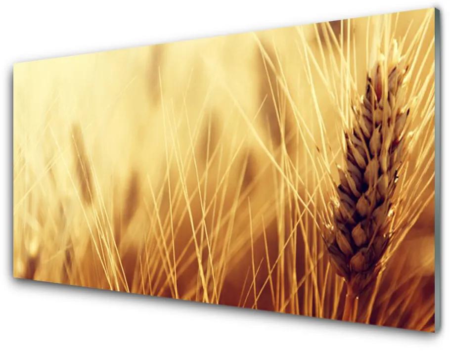 Obraz plexi Pšenica rastlina príroda 100x50cm