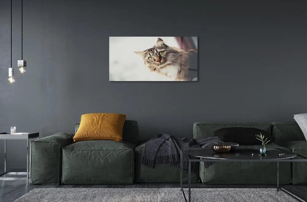 Sklenený obraz Mainská mývalia mačka 120x60 cm