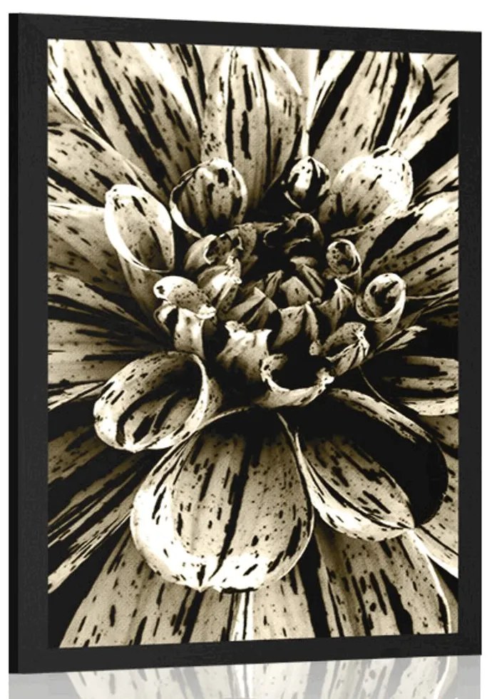 Plagát exotická dália v sépiovom prevedení - 60x90 white
