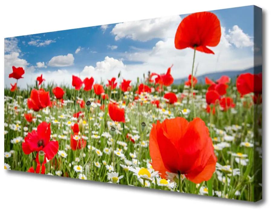 Obraz Canvas Lúka kvety príroda 140x70 cm