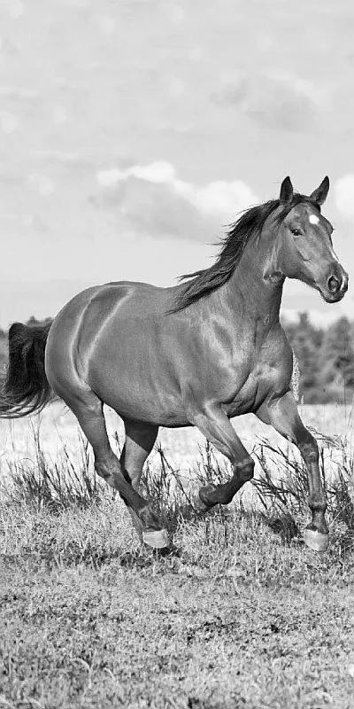 DETEXPOL Osuška Kôň čiernobiela Bavlna - Froté 70/140 cm