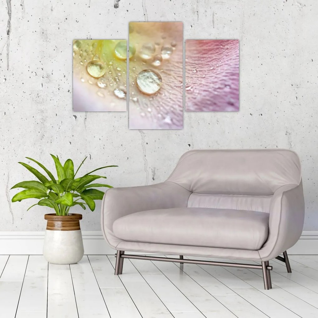 Obraz - Kvapky rosy (90x60 cm)