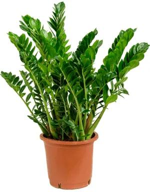 Zamioculcas zamiifolia 30x90 cm