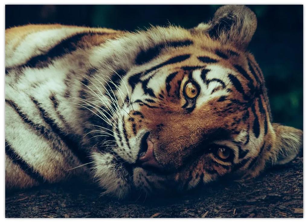 Sklenený obraz - Tiger Sibírsky (70x50 cm)