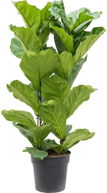 Ficus lyrata Tuft Pots.30x130 cm