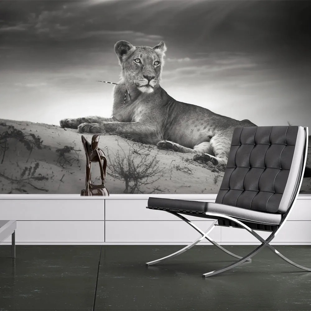 Fototapeta Bimago - Black and white lioness + lepidlo zadarmo 200x154 cm