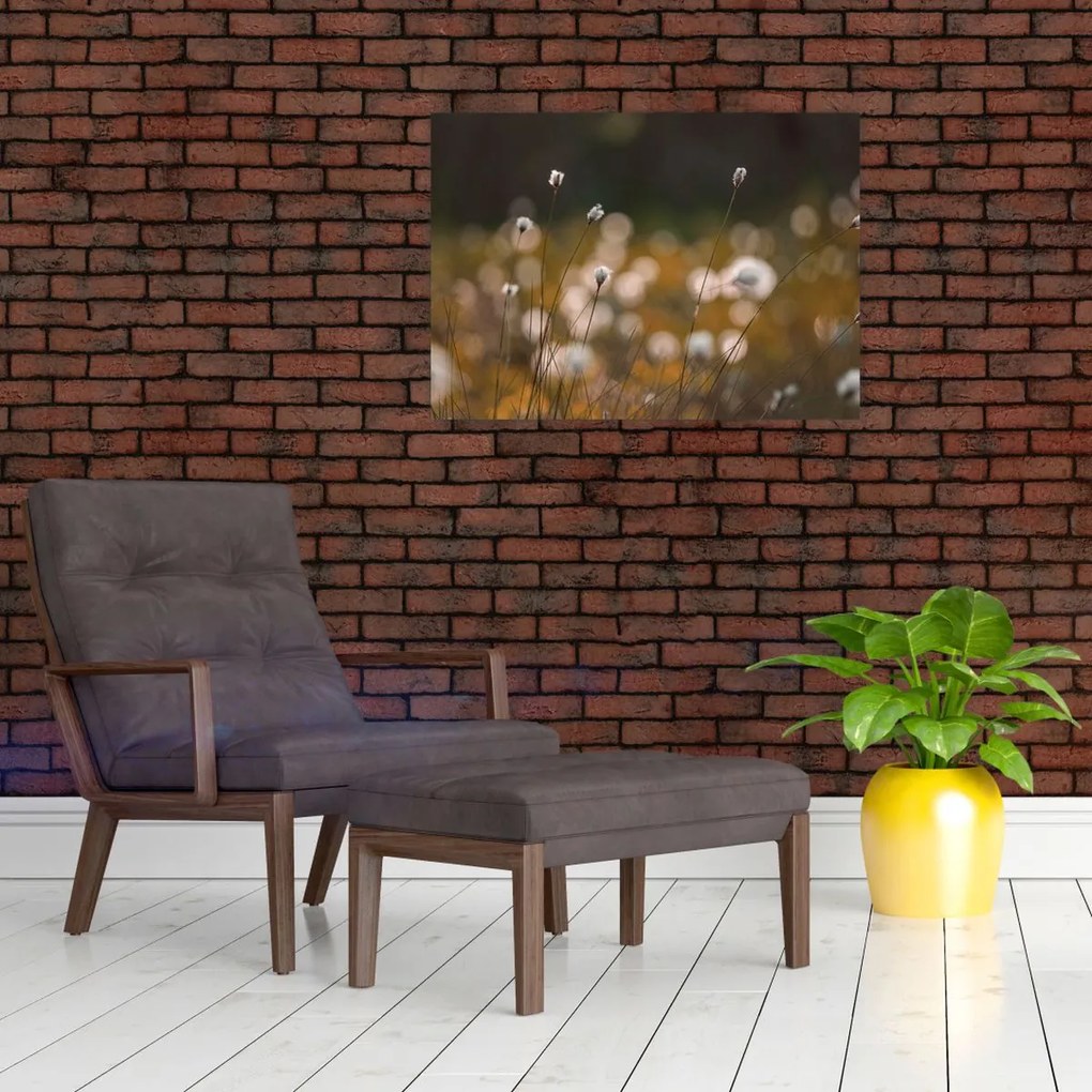 Sklenený obraz - Lúka s cottongrass N⁰2 (70x50 cm)