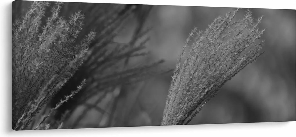 Obraz - Sušená pampová tráva (120x50 cm)
