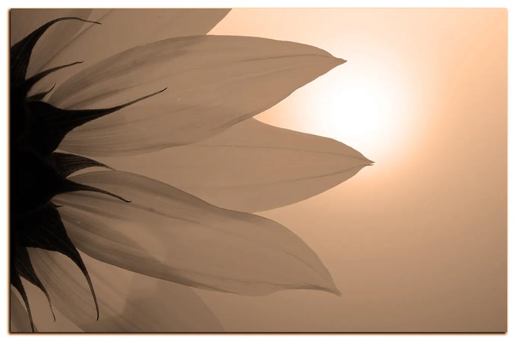 Obraz na plátne - Slnečnica kvet 1201FA (60x40 cm)