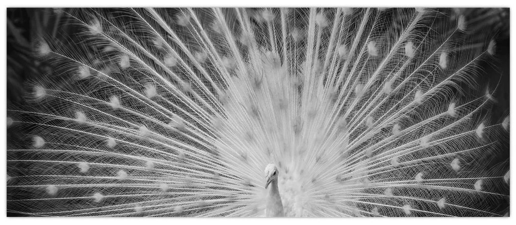 Obraz - Biely páv (120x50 cm)