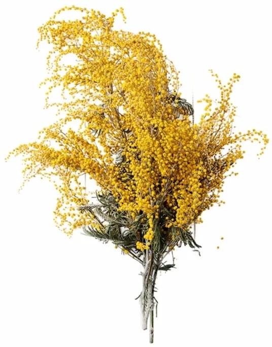 Aromatický vankúš Albizia 50x70 cm EMI