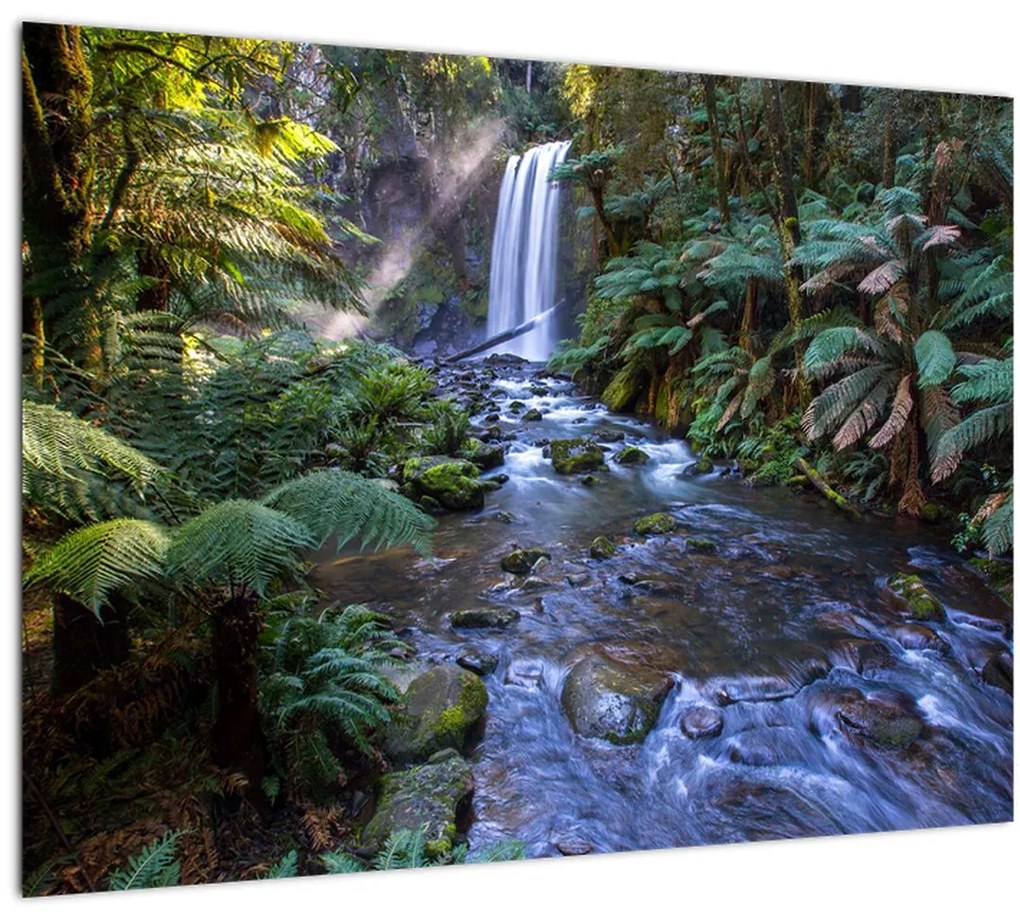 Obraz australského dažďového lesa (70x50 cm)