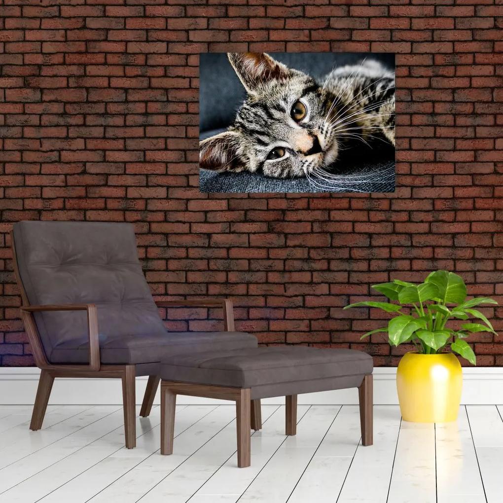 Sklenený obraz - Mačiatko (70x50 cm)