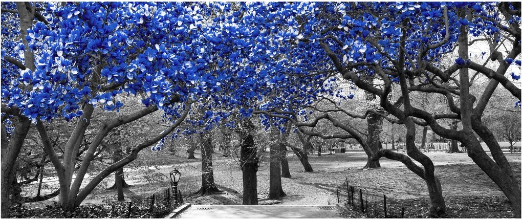 Obrázok - Modré stromy, Central Park, New York (120x50 cm)