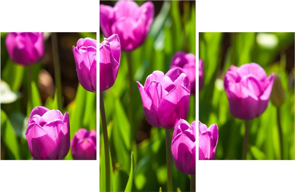 Obraz tulipánov na lúke (90x60 cm)
