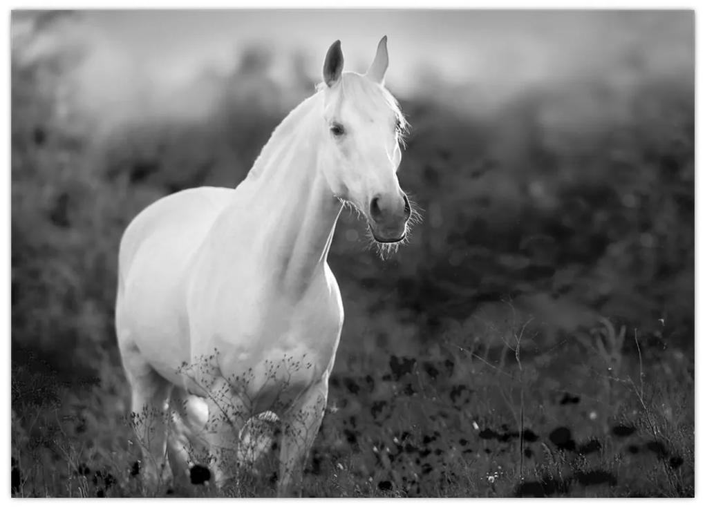 Sklenený obraz bieleho koňa na lúke, čiernobiela (70x50 cm)