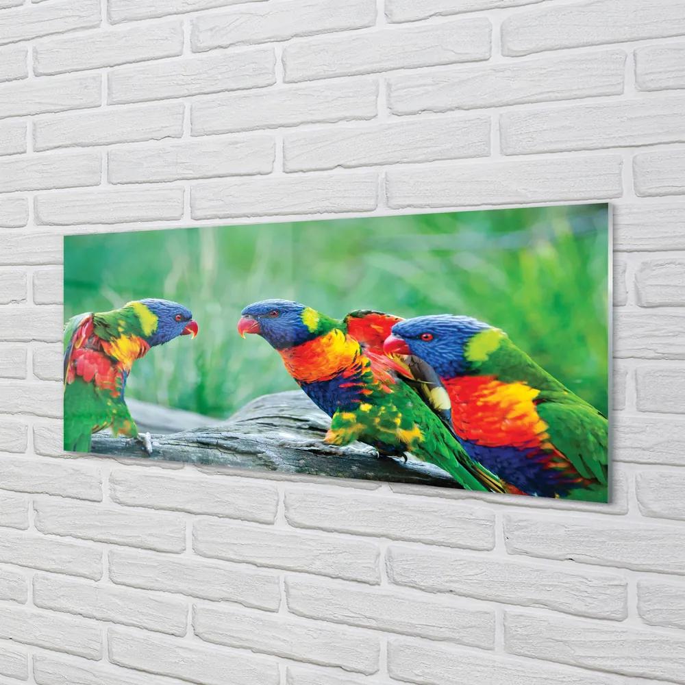 Obraz na akrylátovom skle Farebný papagáj stromu 120x60 cm