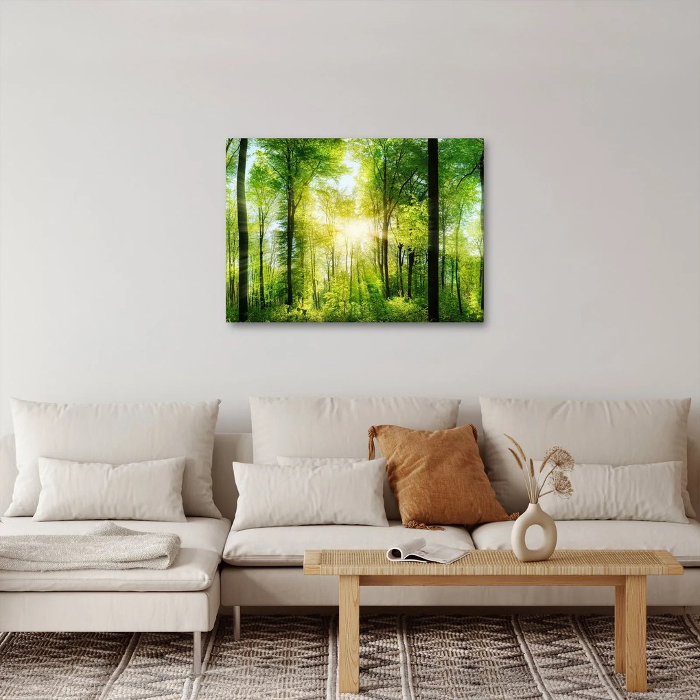 Obraz - Svitanie v lese (70x50 cm)