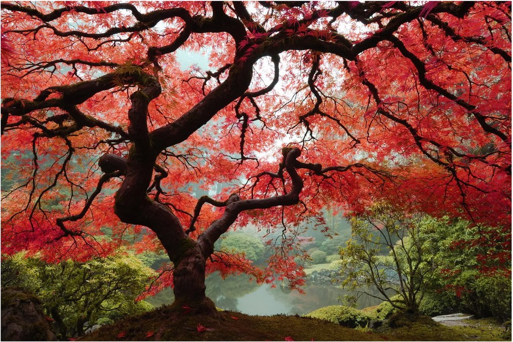 Obraz červeného japonského javora, Portland, Oregon (90x60 cm)