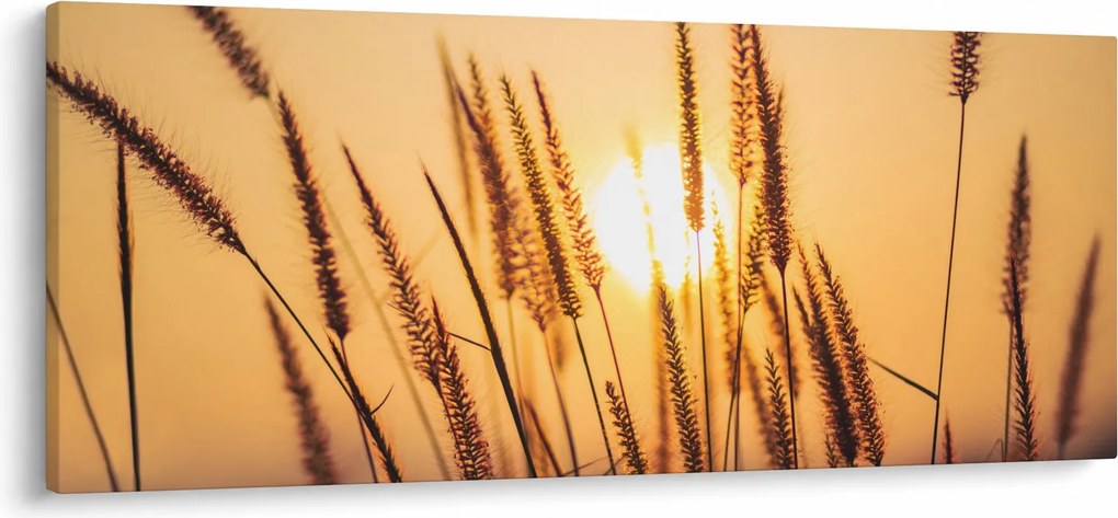 Obraz - Traviny na slnku (120x50 cm)