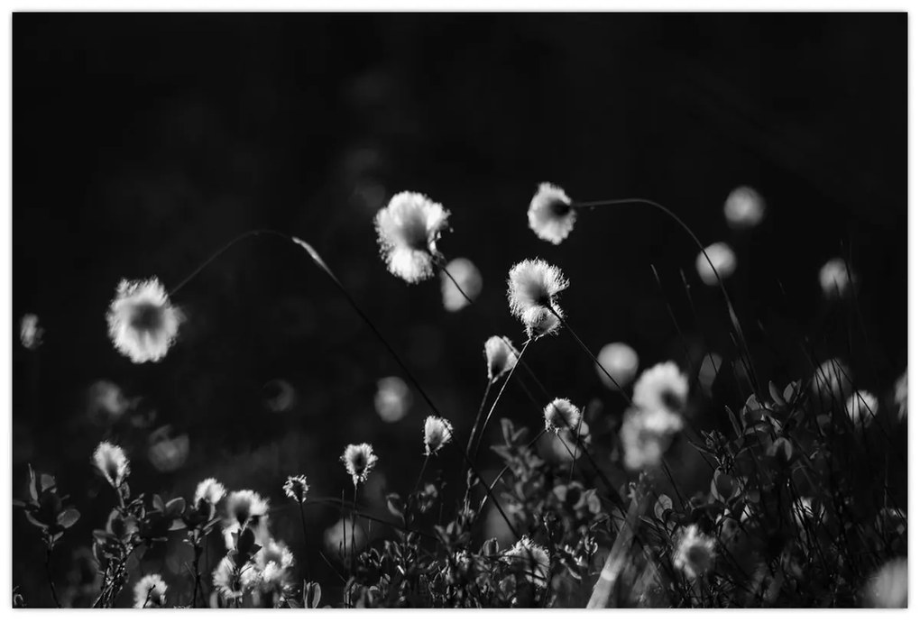 Obraz - Lúka s cottongrass N⁰1 (90x60 cm)