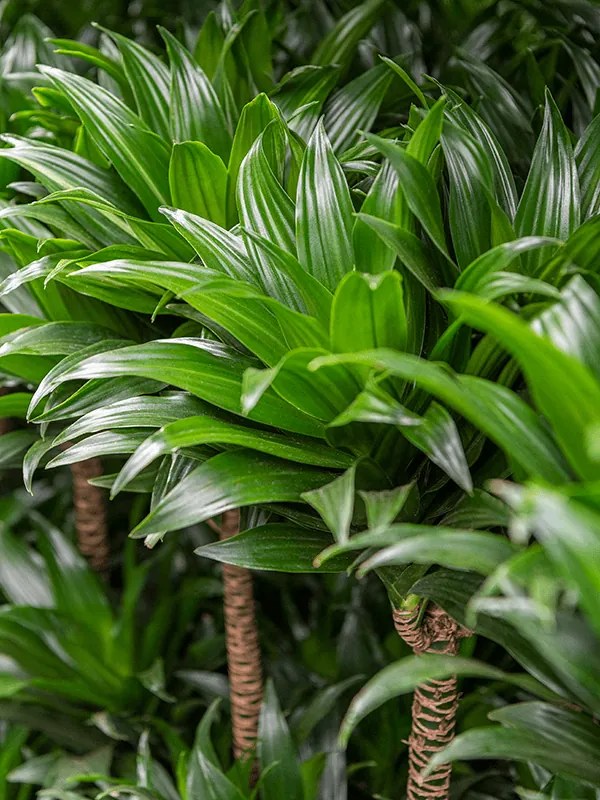 Dracaena fragrans "Compacta" 60-Carrousel 25/19 výška 100 cm