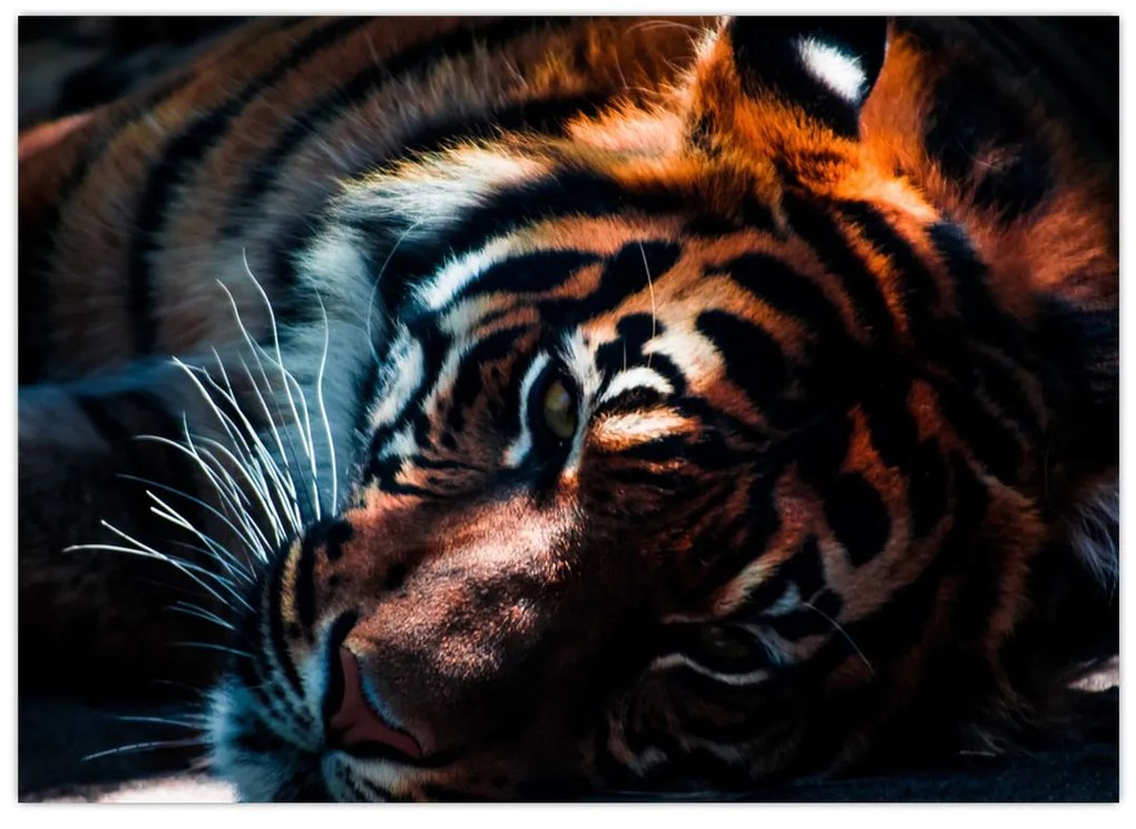 Sklenený obraz ležiaceho tigra (70x50 cm)