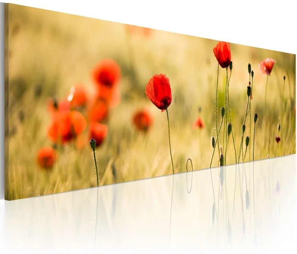 Obraz na plátne Bimago - Spring poppies meadow 120x40 cm