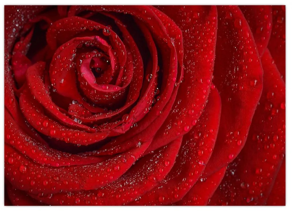 Obraz - detail ruže (70x50 cm)
