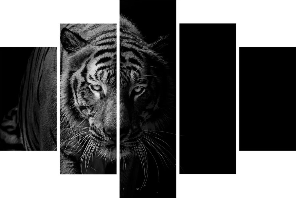 Obraz divokého tigra (150x105 cm)
