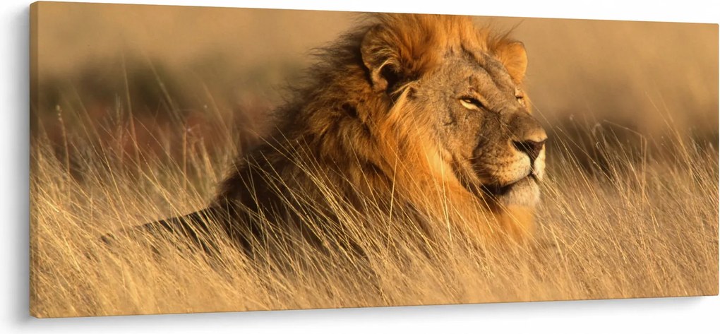 Obraz - Národný park Etosha (120x50 cm)