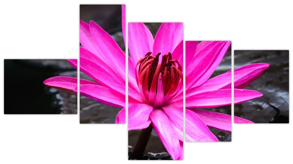 Obraz s detailom kvetu