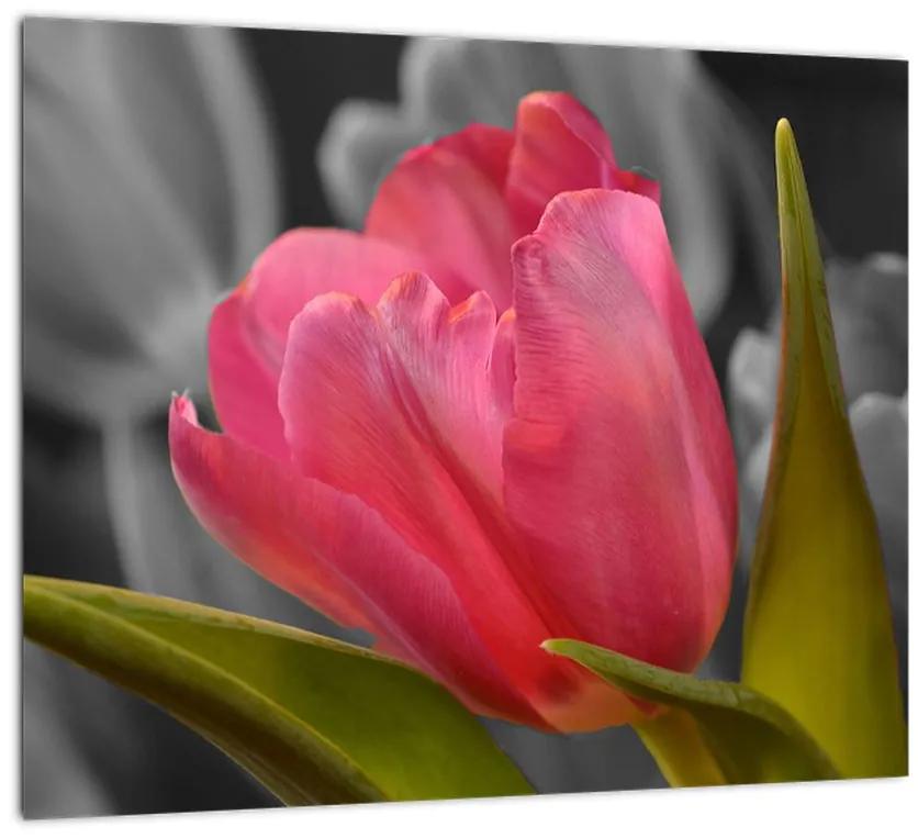 Obraz červeného tulipánu na čiernobielom pozadí