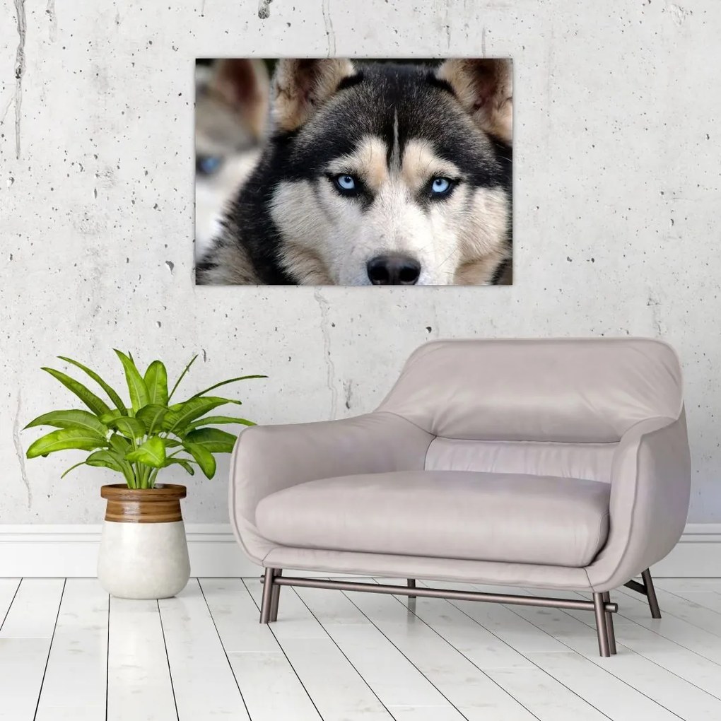 Sklenený obraz psa husky (70x50 cm)