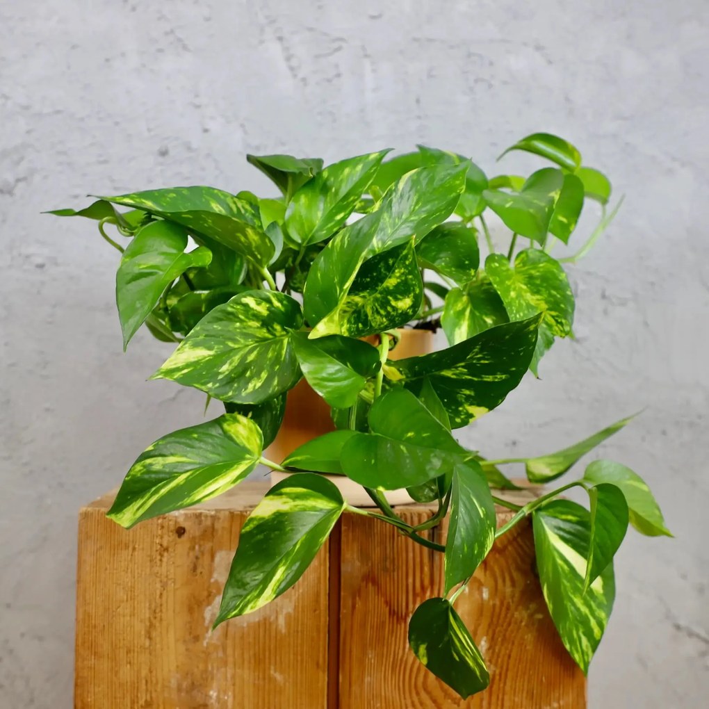 Epipremnum Pothos Aureum zlatý