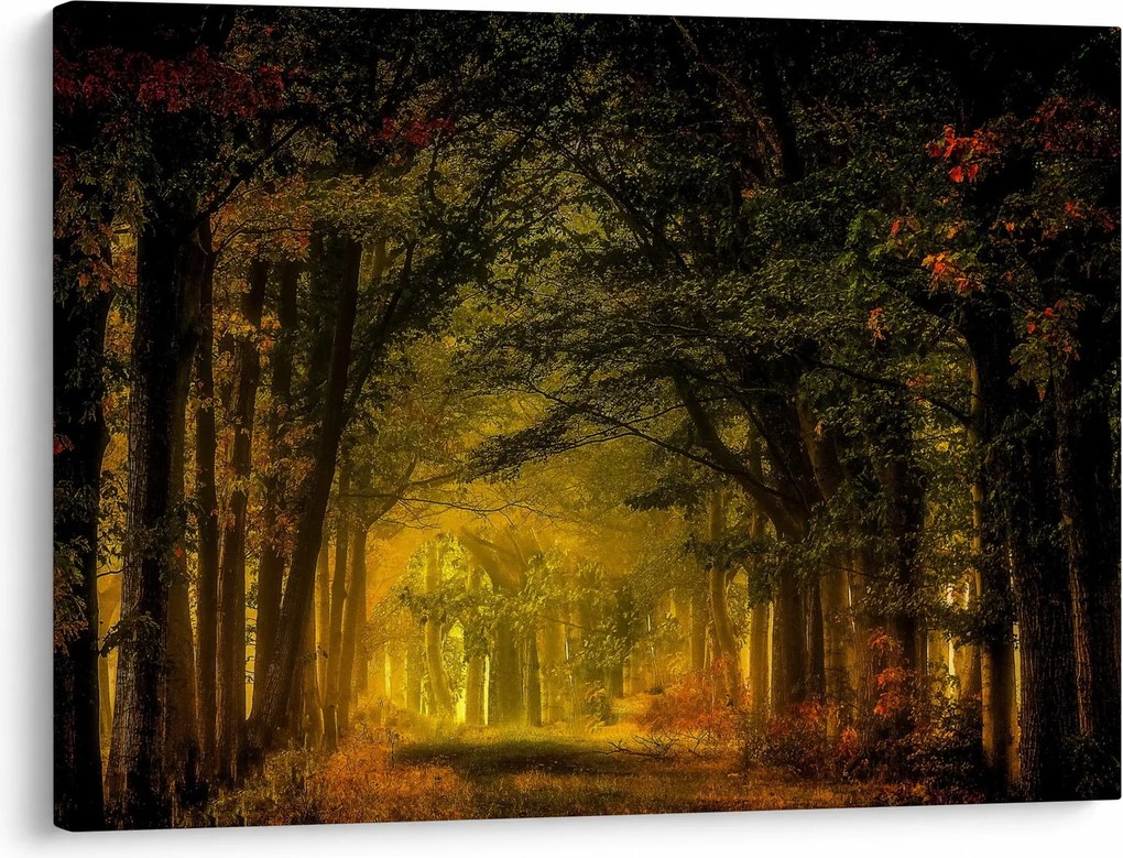 Obraz lesu (70x50 cm)