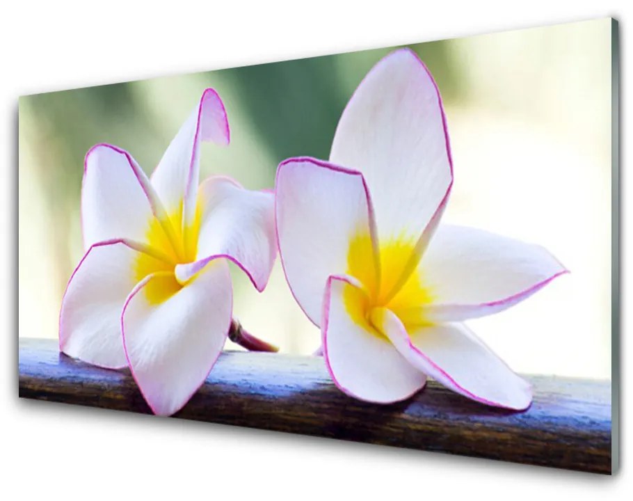 Obraz plexi Kvety plátky plumérie 120x60 cm