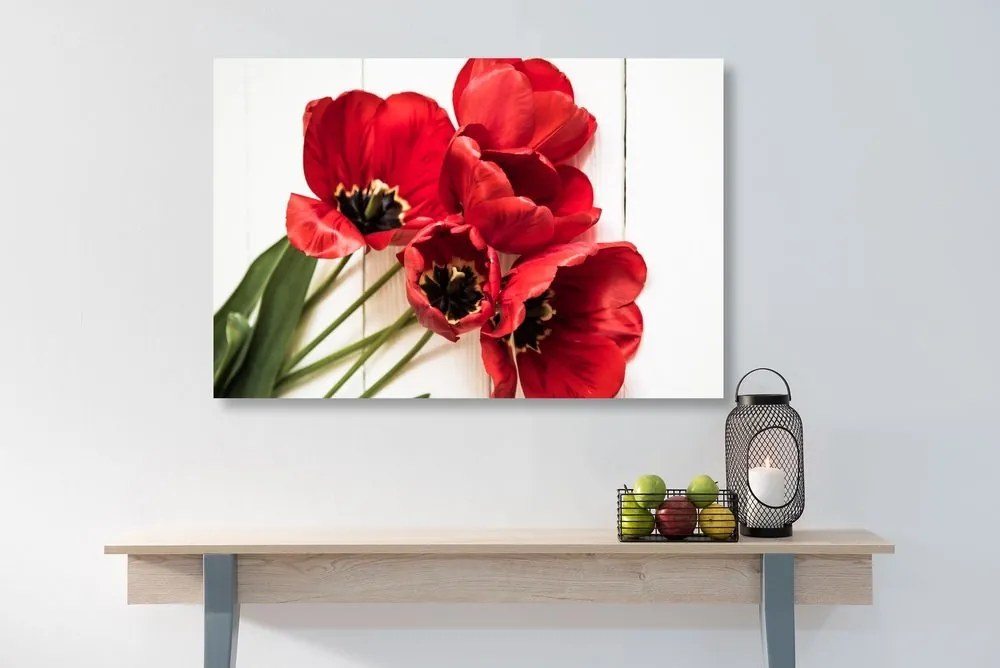 Obraz rozkvitnuté červené tulipány - 90x60