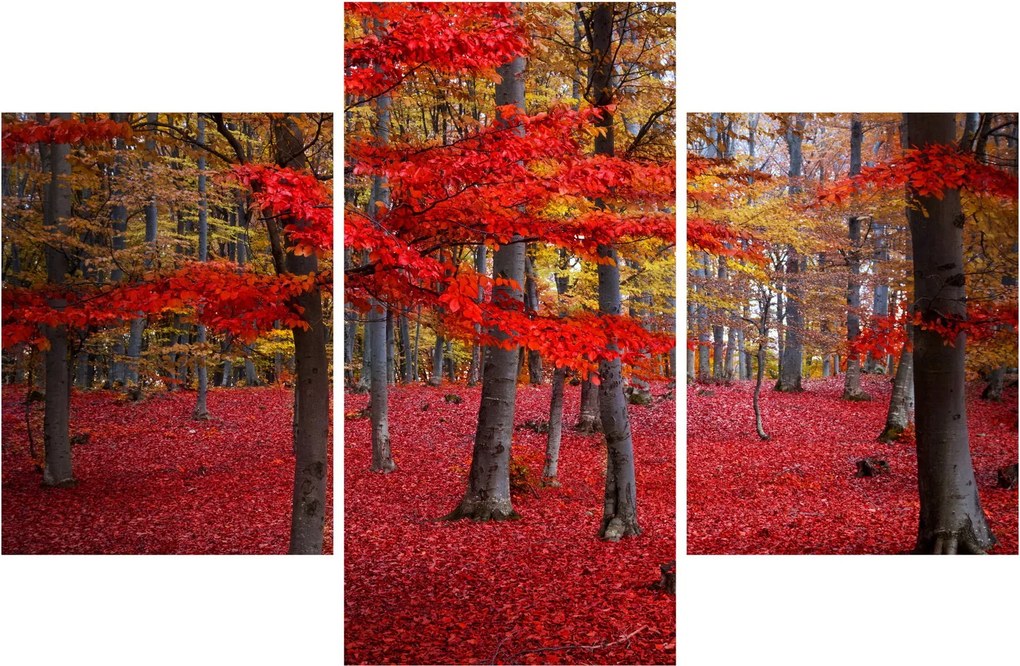 Obraz - Červený les (90x60 cm)
