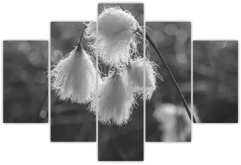Obraz - Cottongrass (150x105 cm)