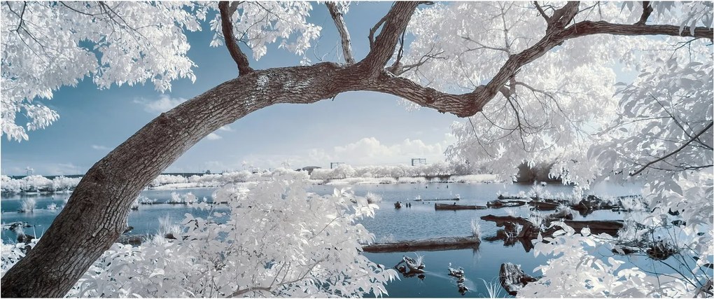 Obraz zasneženého stromu pri vode (120x50 cm)