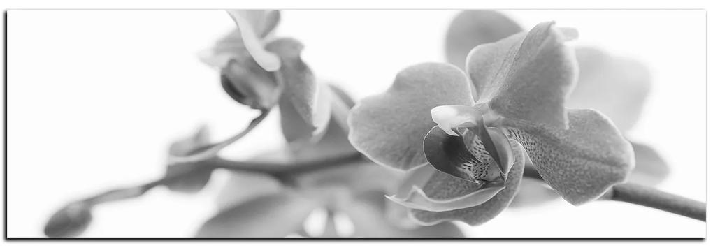 Obraz na plátne - Orchidea kvet izolovaná na bielom pozadí - panoráma 5222QA (105x35 cm)
