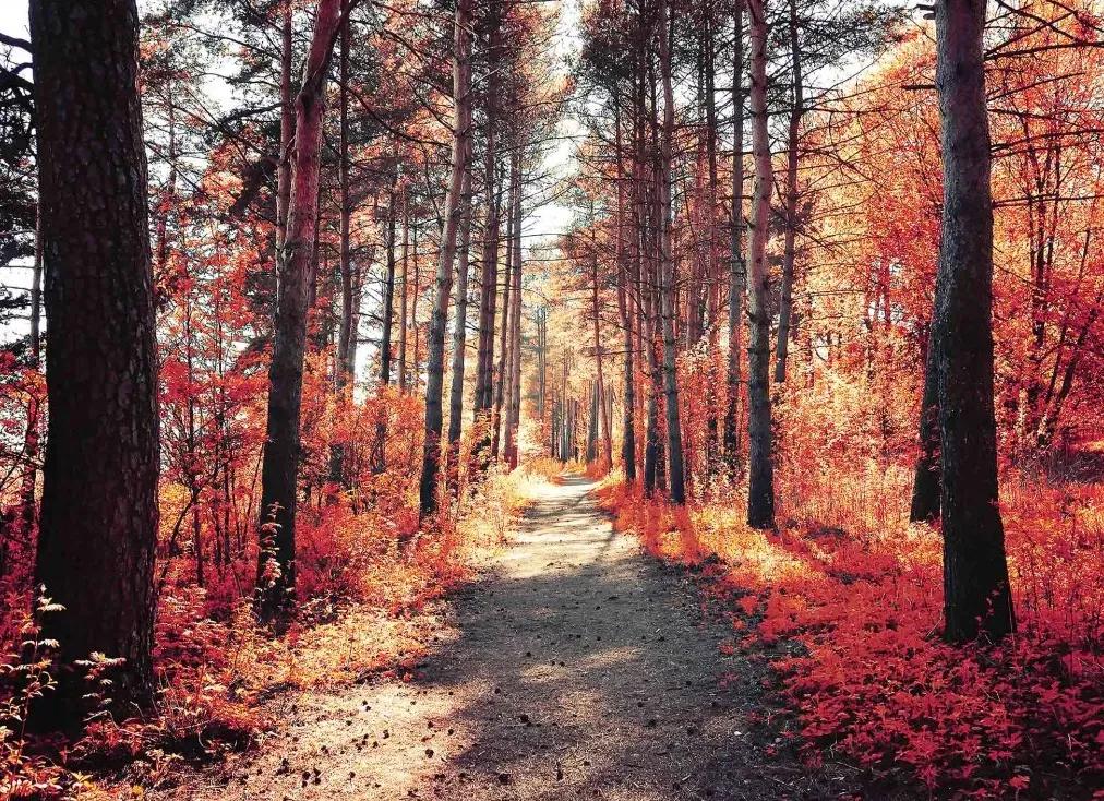 Manufakturer -  Tapeta red autumn in the forest