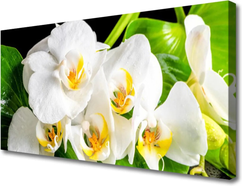 Obraz Canvas Orchidea Kvety Príroda