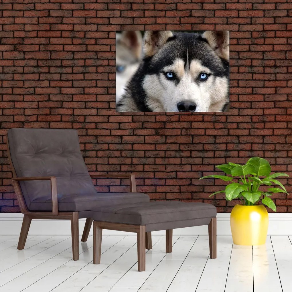 Sklenený obraz psa husky (70x50 cm)