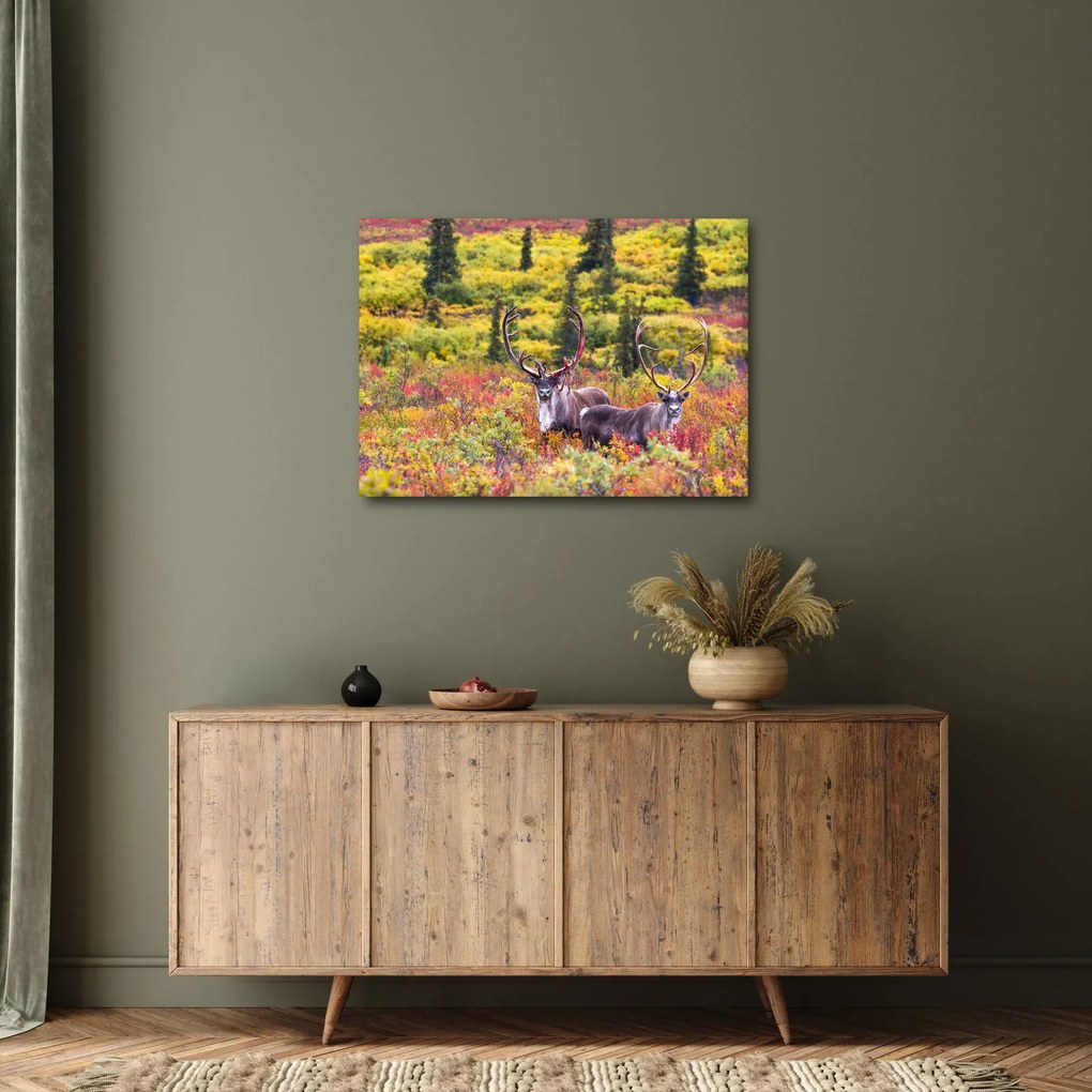 Obraz - Karibu na Aljaške (70x50 cm)