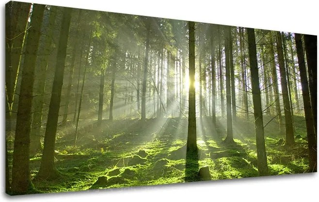 Obraz na stenu PANORÁMA STROMY ST021E13