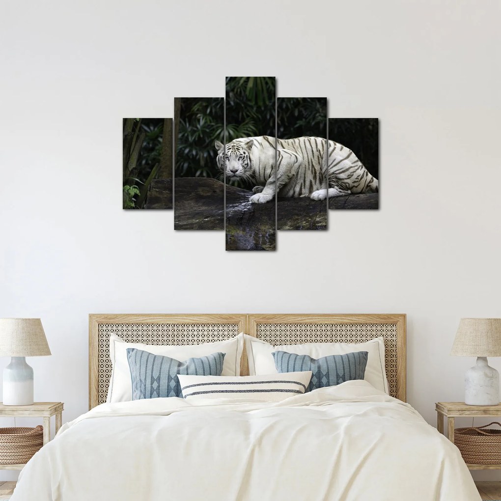 Obraz - Tiger albín (150x105 cm)