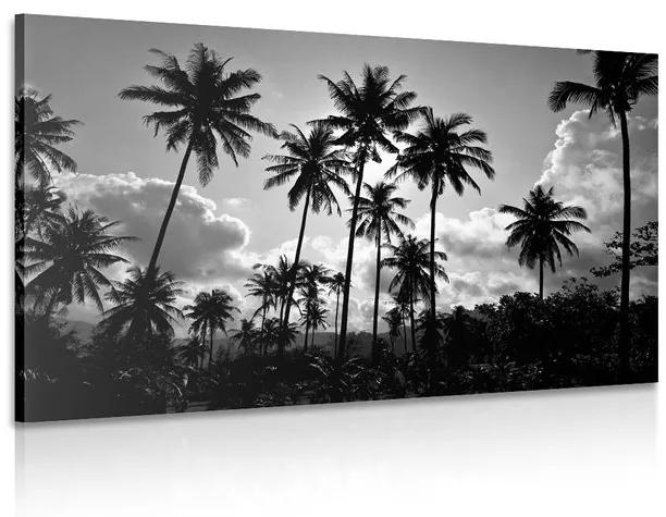 Obraz kokosové palmy na pláži v čiernobielom prevedení