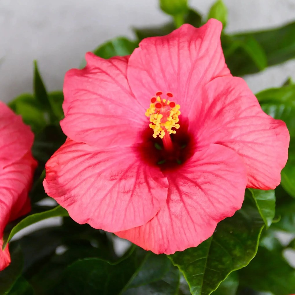 Hibiscus Ibištek čínsky rosa sinensis ružový